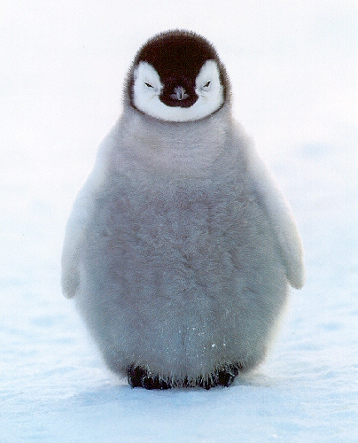 In Love Penguins. I love Penguins!
